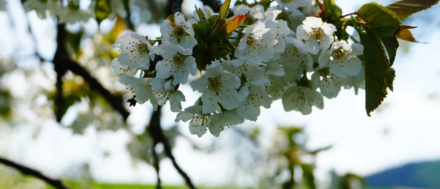 Kirschblüte