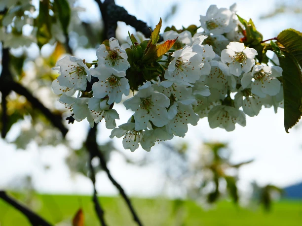Kirschblüte