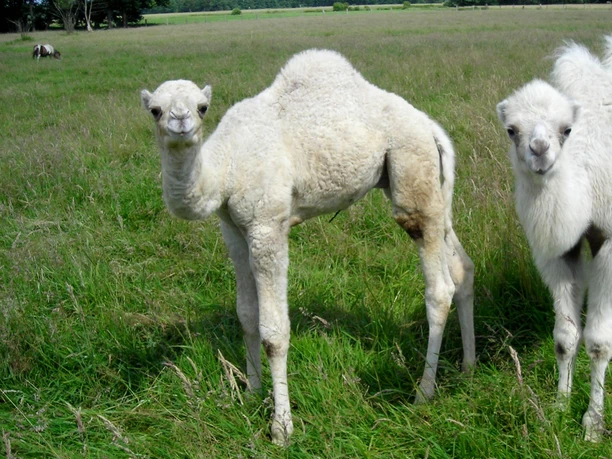 Jungtiere auf der Kamelfarm Marquard Jungtiere auf der Kamelfarm Marquard