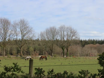Islandpferdegestüt Kellerhof Wingst