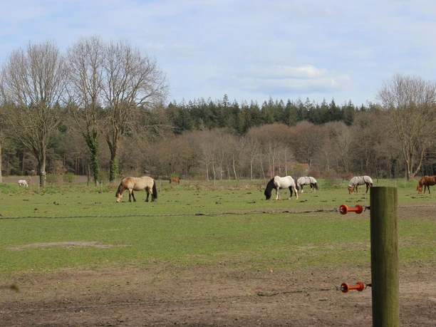 Islandpferdegestüt Kellerhof Wingst