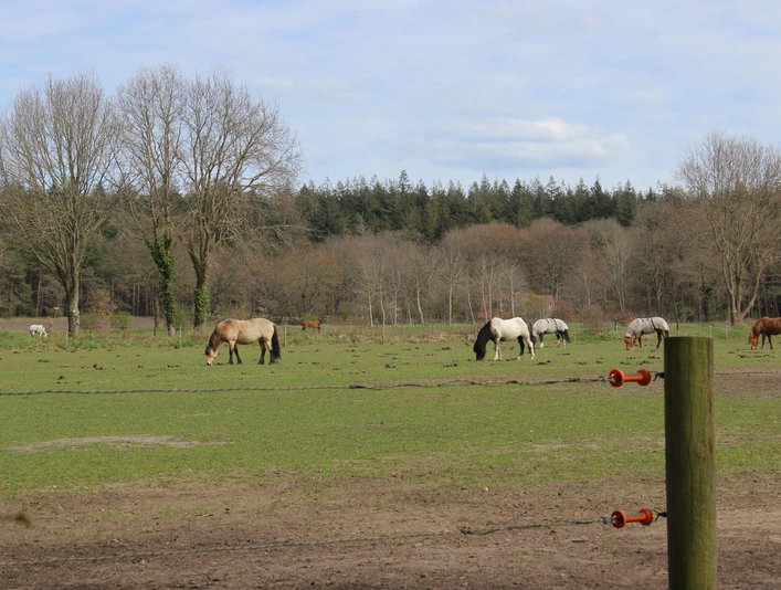 Islandpferdegestüt Kellerhof Wingst
