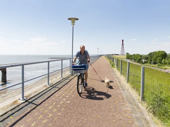 Fahrrad fahren Eckwarderhörne.jpg