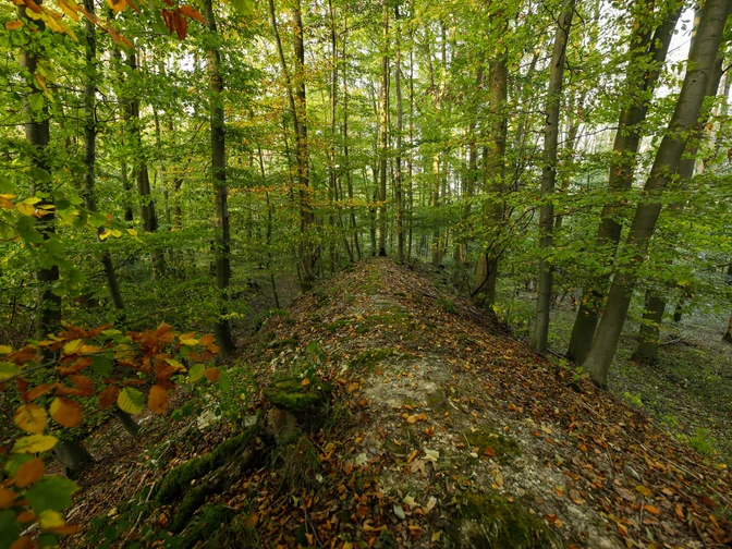 Bewaldeter Graben einer alten Wallburg bei Gellinghausen; von herbstlich gefärbten Bäumen umgeben.