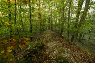 Wallburg bei Gellinghausen (Etteln) Bewaldeter Graben einer alten Wallburg bei Gellinghausen; von herbstlich gefärbten Bäumen umgeben.