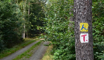 Bospad met gemarkeerde boom in groene natuur.