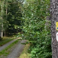 Waldweg mit markierten Baum in grüner Natur.