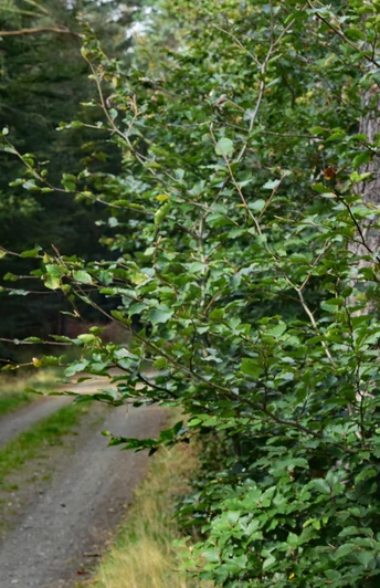 Waldweg mit markierten Baum in grüner Natur.