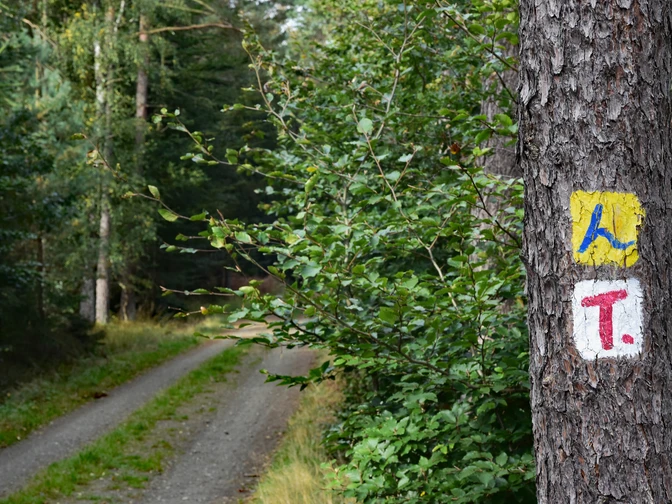 Terra.track Penter Egge Waldweg mit markierten Baum in grüner Natur.Forest path with marked tree in green nature.Skovsti med markeret træ i grøn natur.Bospad met gemarkeerde boom in groene natuur.