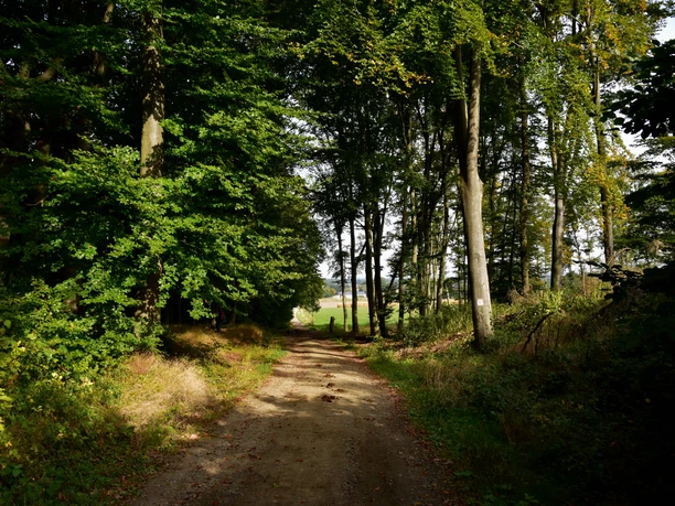 Bospad met zonlicht, omringd door hoge bomen en uitzicht op open velden op de achtergrond.