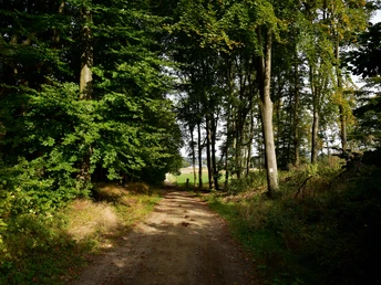 Terra.track Penter Egge Waldweg mit Sonnenlicht, umgeben von hohen Bäumen und Blick auf offene Felder im Hintergrund.