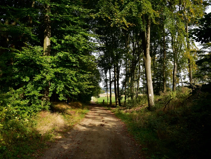 Terra.track Penter Egge Waldweg mit Sonnenlicht, umgeben von hohen Bäumen und Blick auf offene Felder im Hintergrund.Forest path with sunlight, surrounded by tall trees and a view of open fields in the background.Skovsti med sollys, omgivet af høje træer og udsigt til åbne marker i baggrunden.Bospad met zonlicht, omringd door hoge bomen en uitzicht op open velden op de achtergrond.