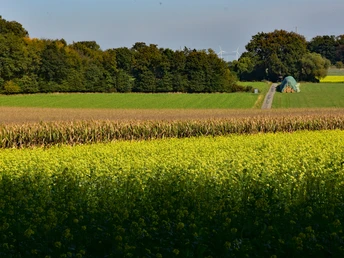 Weites gelbes Blütenfeld vor Wald mit nahendem Traktor auf einem Feldweg.