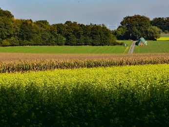 TERRA.track Penter Egge Weites gelbes Blütenfeld vor Wald mit nahendem Traktor auf einem Feldweg.Wide field of yellow flowers in front of a forest with an approaching tractor on a dirt road.Bred mark med gule blomster foran en skov med en traktor, der nærmer sig på en landevej.Breed veld met gele bloemen voor een bos met een naderende tractor op een landweggetje.