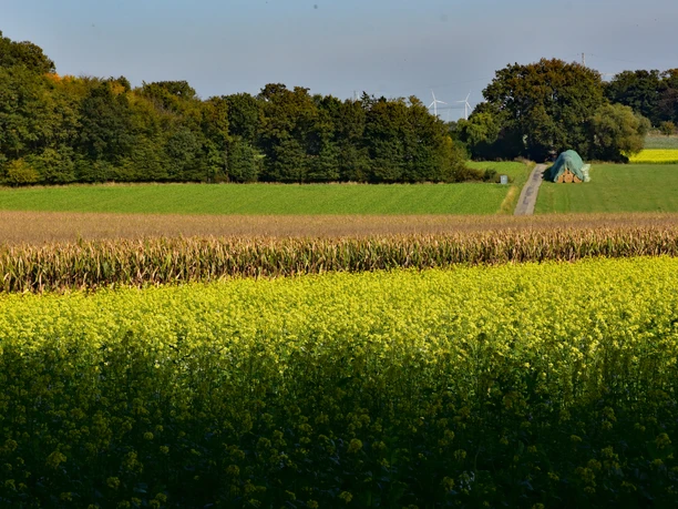 TERRA.track Penter Egge Wide field of yellow flowers in front of a forest with an approaching tractor on a dirt road.