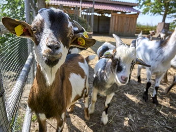 Reiterhof Klein Flöthe Reiterhof Klein Flöthe