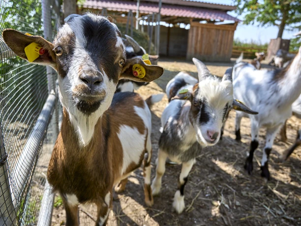 Reiterhof Klein Flöthe Reiterhof Klein Flöthe