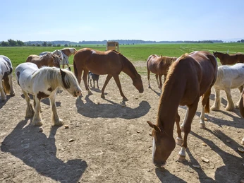 Reiterhof Klein Flöthe Reiterhof Klein Flöthe
