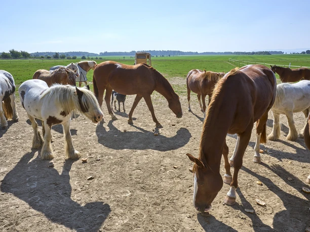 Reiterhof Klein Flöthe Reiterhof Klein Flöthe