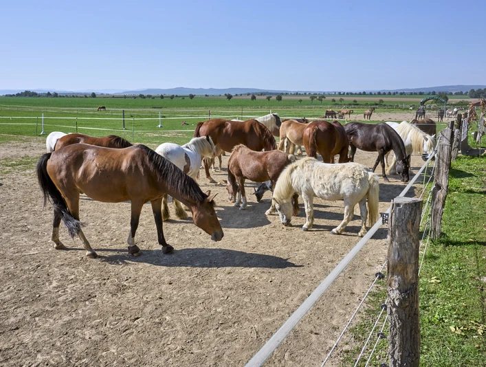 Reiterhof Klein Flöthe Reiterhof Klein Flöthe
