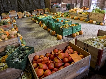 Kürbismeister Börßum Kürbismeister Börßum