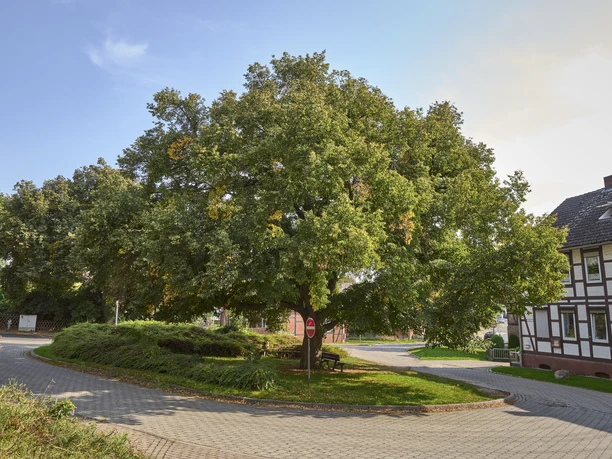 Ruhebank unter einer alten Linde Bornum Ruhebank unter einer alten Linde Bornum