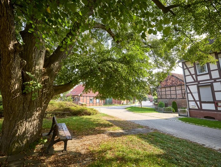 Ruhebank unter einer alten Linde Bornum Ruhebank unter einer alten Linde Bornum