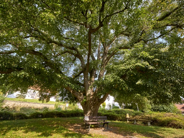 Ruhebank unter einer alten Linde Bornum Ruhebank unter einer alten Linde Bornum