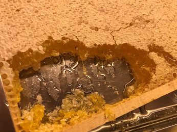 Nahaufnahme einer Honigwabe mit freigelegtem goldenen Honig, umgeben von Bienenwachsstrukturen.