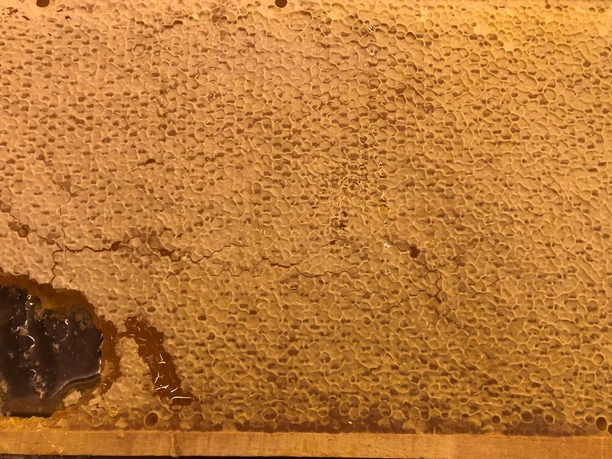 Nahaufnahme einer goldgelben Honigwabe voller gesunder, naturreiner und glänzender Honigzellen.