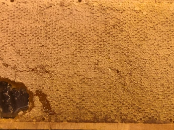 Honigwabe Nahaufnahme einer goldgelben Honigwabe voller gesunder, naturreiner und glänzender Honigzellen.