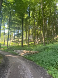 Wald bei Bad Essen.jpg Lichtdurchfluteter Waldweg mit gestapelten Baumstämmen und dichten grünen Blättern.