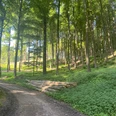 Wald bei Bad Essen.jpg Lichtdurchfluteter Waldweg mit gestapelten Baumstämmen und dichten grünen Blättern.