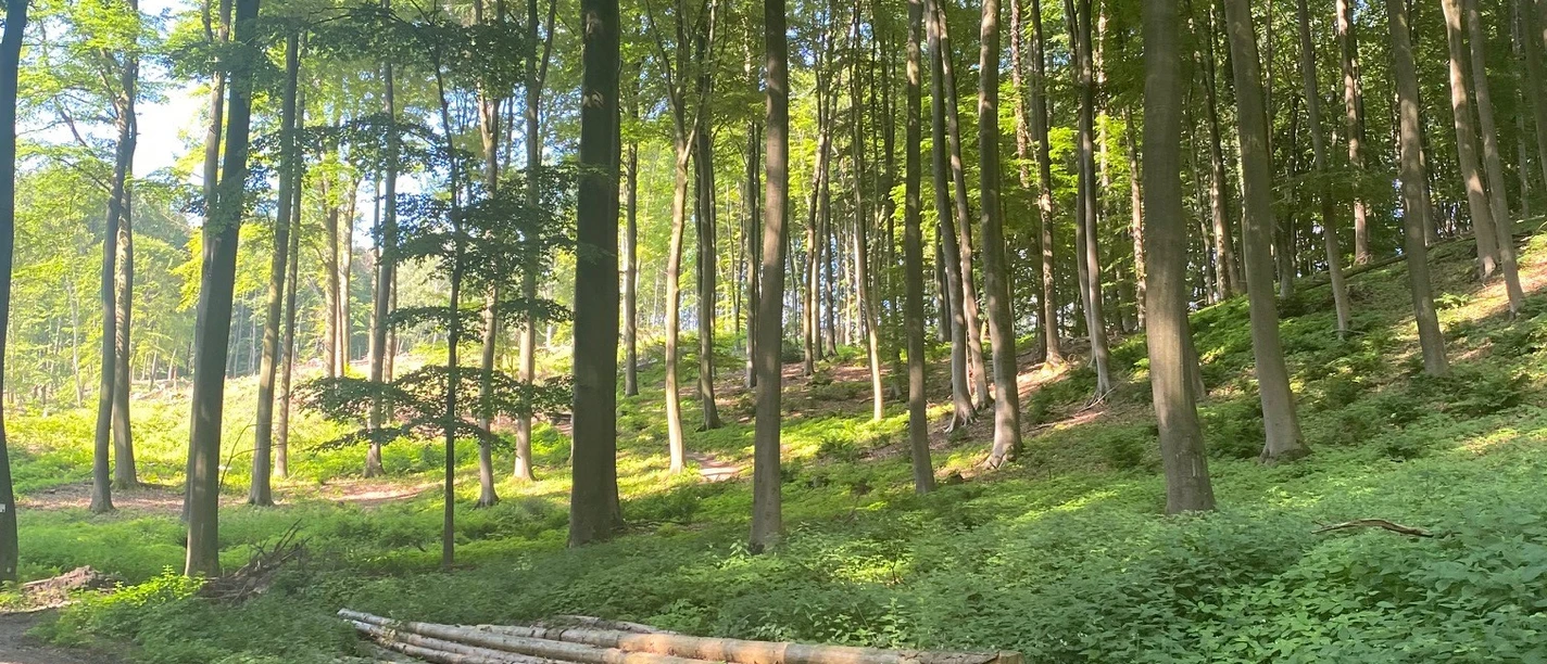 Wald bei Bad Essen.jpg Lichtdoorstroomd bospad met gestapelde boomstammen en dicht groen gebladerte.