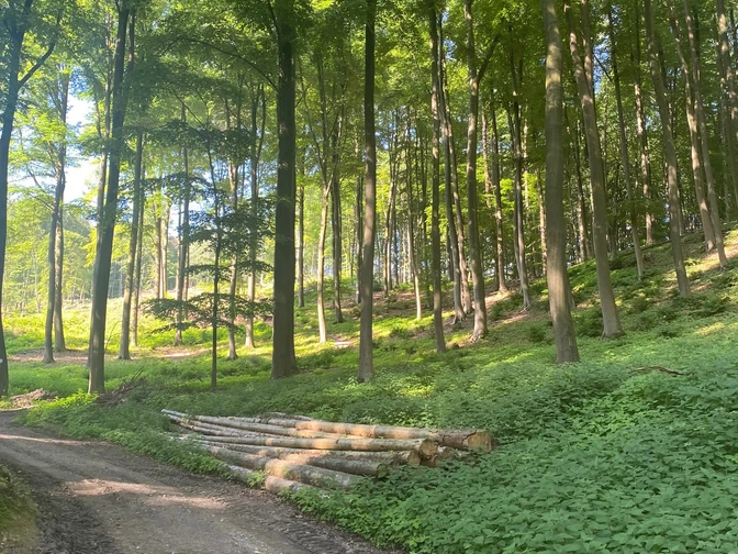 Wald bei Bad Essen.jpg Lichtdurchfluteter Waldweg mit gestapelten Baumstämmen und dichten grünen Blättern.Light-flooded forest path with stacked tree trunks and dense green foliage.Lysgennemstrømmet skovsti med stablede træstammer og tæt grønt løv.Lichtdoorstroomd bospad met gestapelde boomstammen en dicht groen gebladerte.