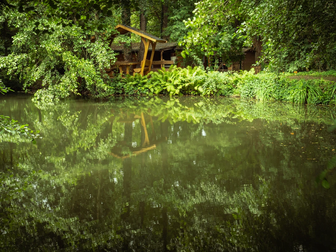 A tranquil pond with dense foliage, overlooked by a wooden building in the greenery of a nature camp.