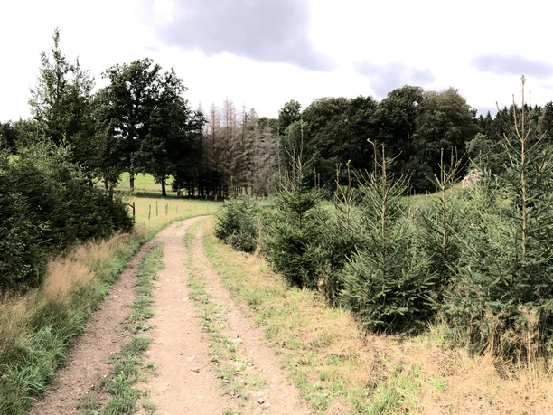Ein schmaler Wanderweg schlängelt sich durch eine von Bäumen gesäumte, sanft hügelige Landschaft.