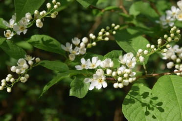 Blüten