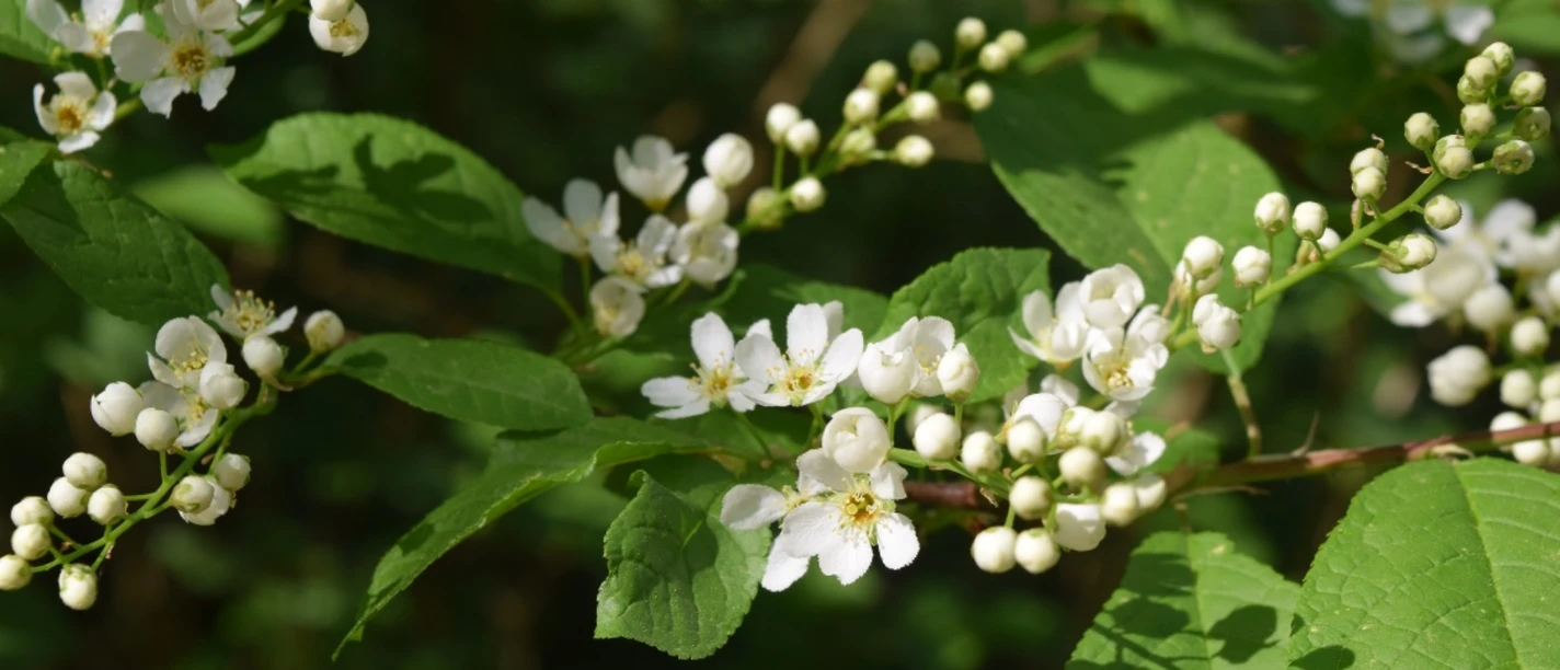 Blüten