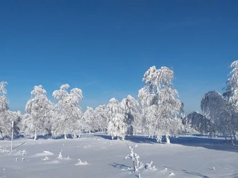 Nachtloipe Kniebis Verschneite Waelder Nachtloipe Kniebis Verschneite Waelder