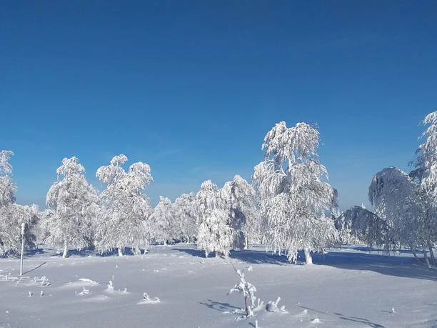 Nachtloipe Kniebis Verschneite Waelder Nachtloipe Kniebis Verschneite Waelder