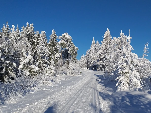 Nachtloipe Kniebis Loipe Schwarzwald Nachtloipe Kniebis Loipe Schwarzwald