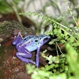 Blauer Pfeilgiftfrosch