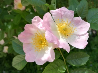 1000-jähriger Rosenstock Rosen am 1000-jährigen Rosenstock