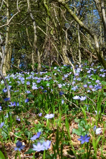 Leberblümchen am Jakobsberg Blühender Waldboden mit violetten und weißen Anemonen, umgeben von lichten, teils kahlen Bäumen.