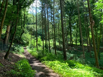 Entlang des Quellweges Ein sonniger Waldweg schlängelt sich durch üppiges, grünes Laub, umgeben von hohen Bäumen.