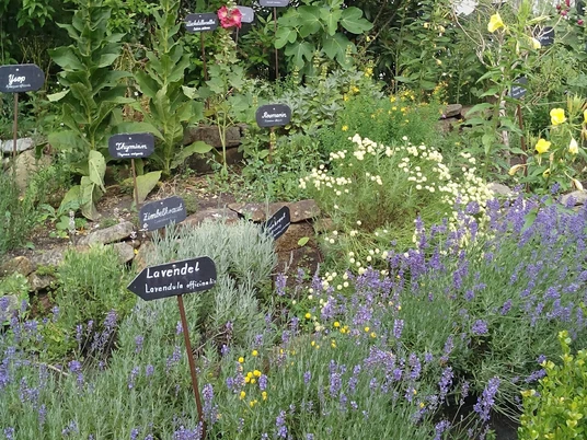 IMG_20180623_222601 2.jpg Kögel-Willms-Heilpflanzengarten