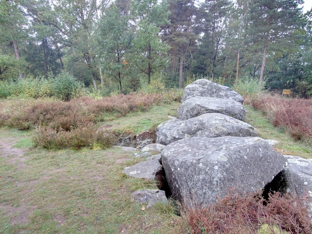 nekoropole-sodersdorf-sch Altes Großsteingrab, umgeben von Heidekraut und Bäumen in einer natürlichen Waldlandschaft.