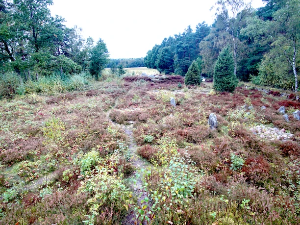nekoropole-total Heidelandschaft der Nekropole Soderstorf mit Steinen und Wacholderbüschen, umgeben von Wald.