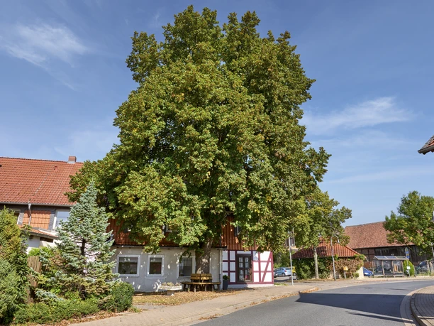 Ruhebank unter der Linde Ruhebank unter der Linde